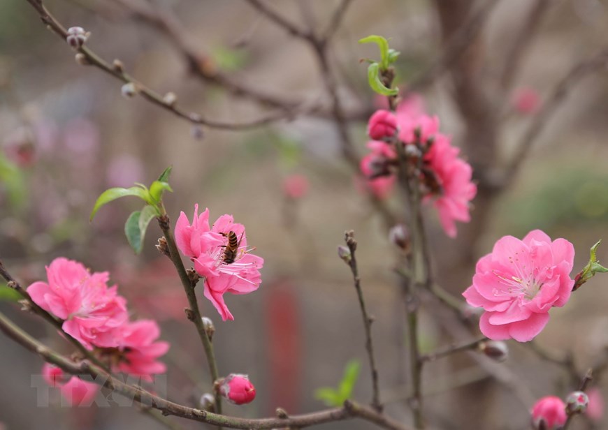 各地鲜花盛开迎新春（组图）